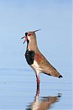 Southern Lapwing